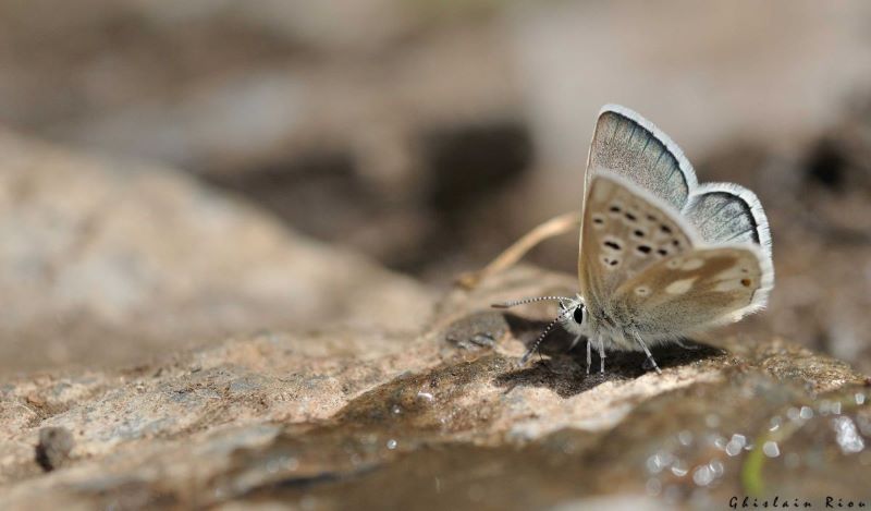 Biodiv'Occitanie